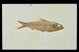 Detailed Fossil Fish (Knightia) - Wyoming #137972-1
